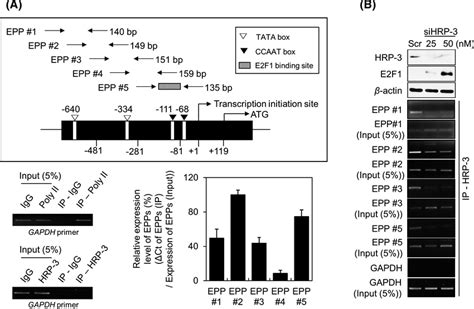 Binding Of HRP3 To The E2F1 Promoter In The Chromatin Of Lung Cancer