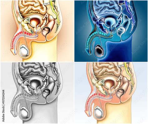 M Nnliche Geschlechtsorgane Verschiedene Ansichten Stock Illustration