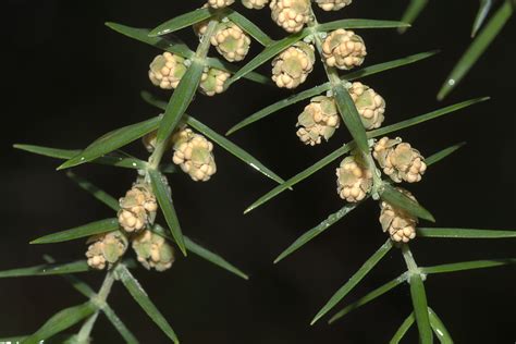 Juniperus Oxycedrus Sesnng