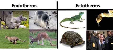 Are Crustaceans Endothermic Or Ectothermic ECHEMI