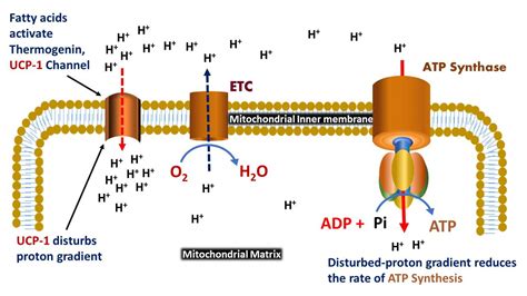 Thermogenin An Uncoupling Protein Definition And Function Biology Brain