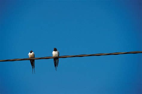 Lo Spettro Di Una Primavera Silenziosa Nellattesa Del Ritorno Delle