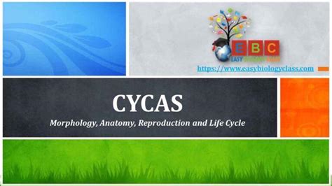 Cycas Notes EasyBiologyClass