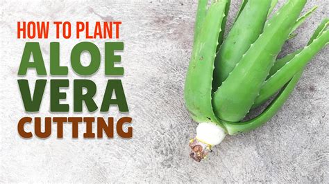 How To Plant Big Aloe Vera From A Cutting Youtube