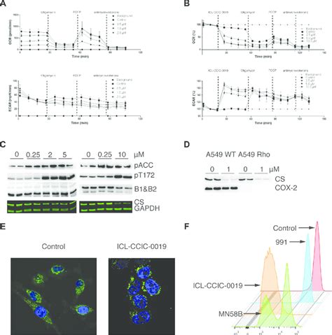 Mitochondria Dynamic Changes Upon CHK Inhibition Oxygen Consumption