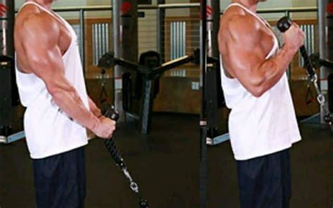 Hammer Curls With Rope - Learn How to do This Bicep Exercise & Build ...