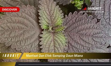 Bukan Cuma Daun Kemangi Ini Dia Manfaat Daun Miana Yang Wajib Diketahui