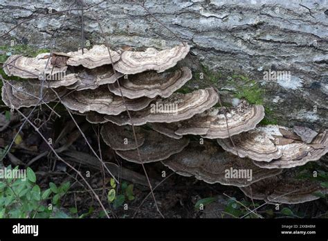 Shelf Fungi Polyporales Fungi Stock Photo Alamy