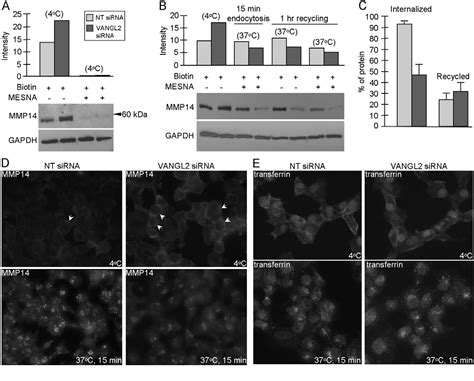 Figure From Vangl Regulates Membrane Trafficking Of Mmp To Control