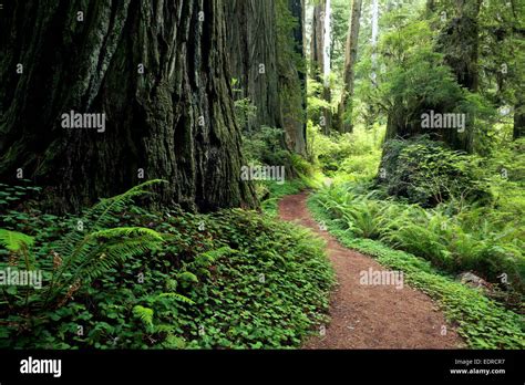 Trail Through Redwood Forest Prairie Creek Redwoods State Park