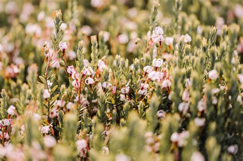 4 choses à savoir sur la culture de la Canneberge Bio Patience Fruit Co