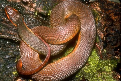 Redbelly Water Snake Snakes Nature In Focus