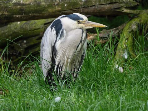 animals in the zoo 10305860 Stock Photo at Vecteezy