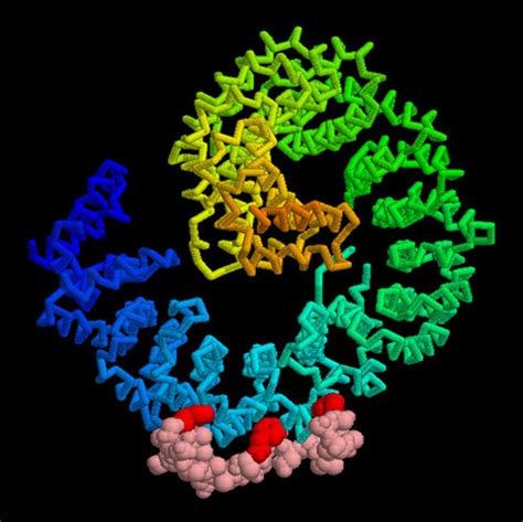 Pdb Molecule Of The Month Importins