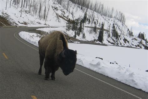 Bison Attack Two More Yellowstone Visitors