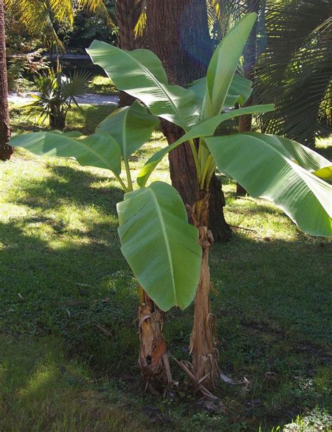 Musa Basjoo Wikipedia Banana Plants Plants Fruit Plants