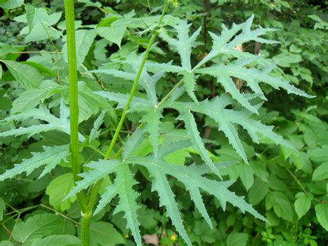 Борщевик сибирский (Heracleum sibiricum)
