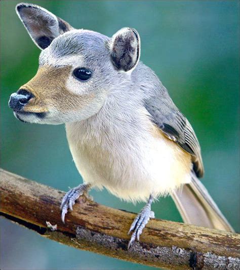 Animals That Never Existed 48 Pics