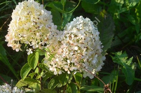Hydrangea paniculata 'Little Alf' hortensja bukietowa 'Little Alf ...