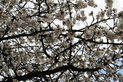 Bunga Sakura Pohon Ceri Foto Gratis Di Pixabay Pixabay