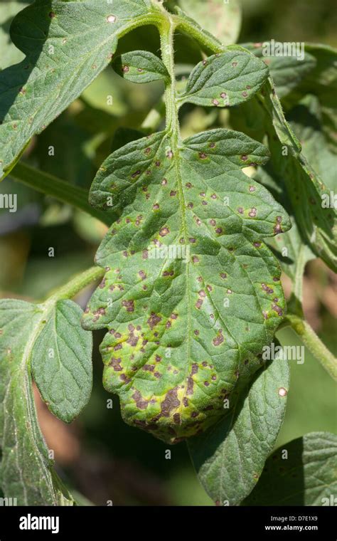 Septoria Leaf Spot Lettuce