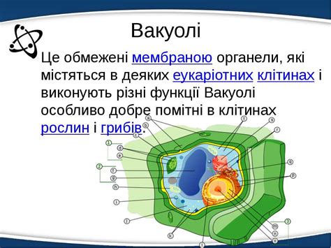 "Одномембранні органели" - презентація з біології