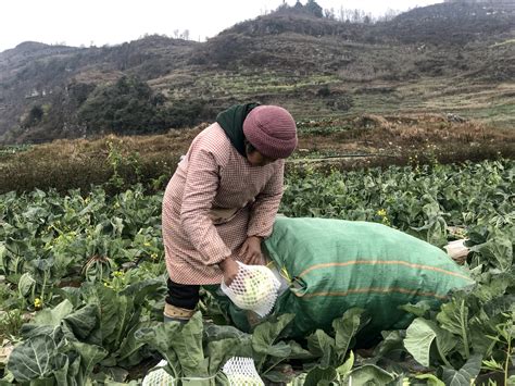 兴仁：人勤春来早 春耕备耕忙种植屯村松花