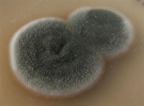 Cladosporium Colony