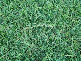 Centipede Vs St Augustine Grass Best Manual Lawn Aerator