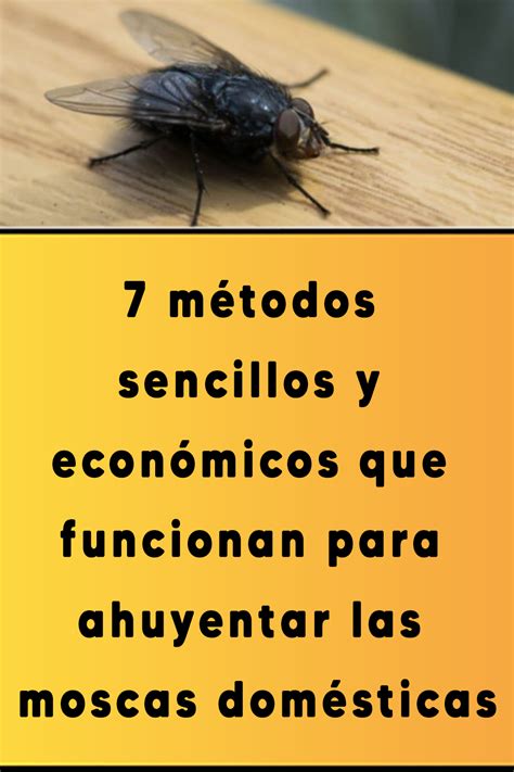 M Todos Sencillos Y Econ Micos Que Funcionan Para Ahuyentar Las