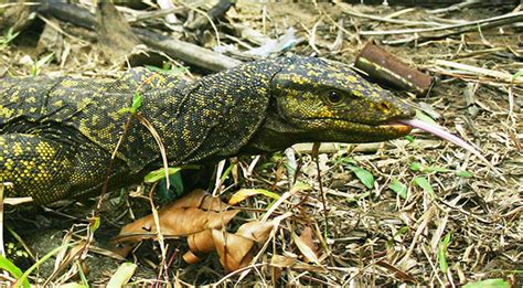 A New Lizard Well New To Science The New York Times