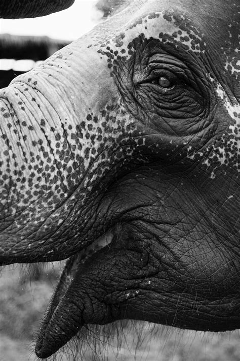 Closeup of a Thai elephant | Free Photo - rawpixel