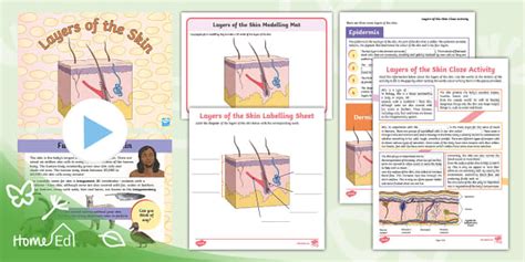 Diagram Of Layers Of The Skin Twinkl Blog Twinkl