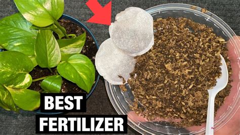 How To Use Tea Fertilizer For Any Plants Homemade Organic Fertilizer