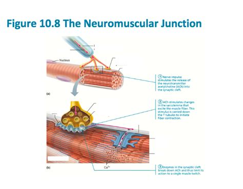 Neuromuscular Junction Diagram Quizlet