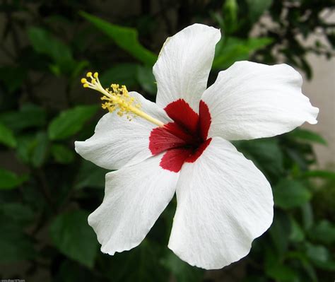 Hibiscus White A White Hibiscus Another Hibiscus Found Flickr