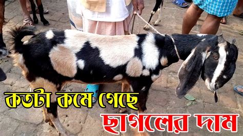 হয়বতপুর হাট থেকে বড় ছাগল এর দর দাম সম্পর্কে বিস্তারিত জানুন। ক্রসজাতের উন্নতজাতের