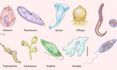 Pengertian Protozoa Adalah Klasifikasi Contoh Ciri Dan Reproduksi