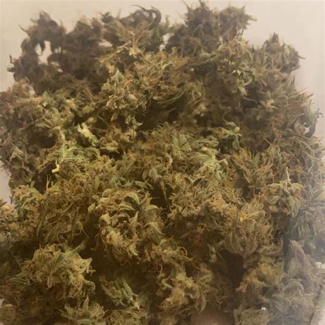 Jamaican Pearl Fem Strain Info Jamaican Pearl Fem Weed By Sensi Seeds