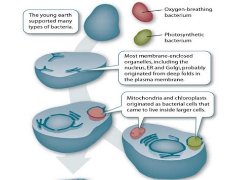 Biology Unit 2 Notes The Endosymbiotic Theory