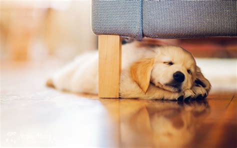 dog cute pup - HD Desktop Wallpapers | 4k HD