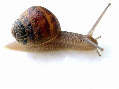 Small snail stock image. Image of snail, patience, curious - 1401743