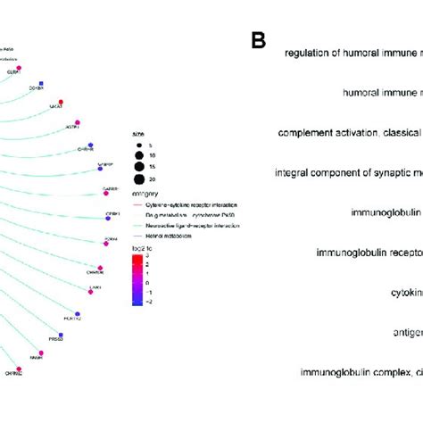 Functional Analysis Based On The DEGs Between The Two Risk Groups A