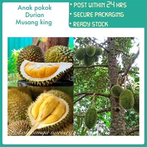 PBN Anak Pokok Musang King Pokok Bunga Nursery Cepat Rajin Berbuah