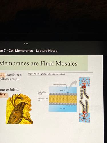 Chapter Membrane Structure And Function Bio Flashcards Quizlet