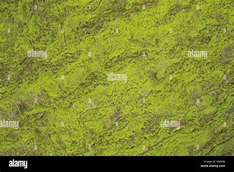 Green Algae Closeup Hi Res Stock Photography And Images Alamy