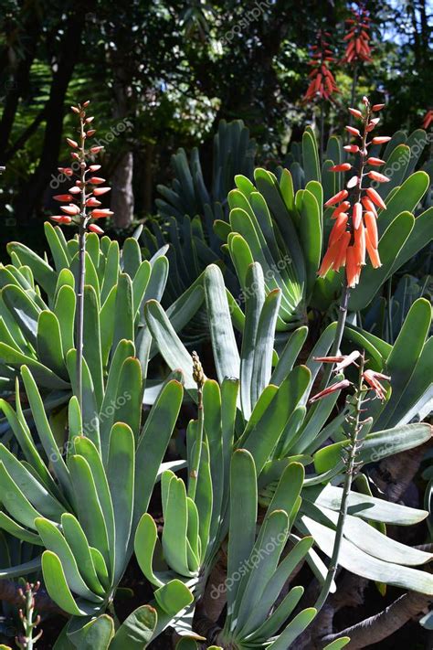 España Islas Canarias Tenerife Kumara plicatilis aka Aloe plicatilis