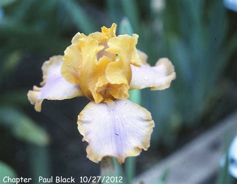 chapter historic iris preservation society