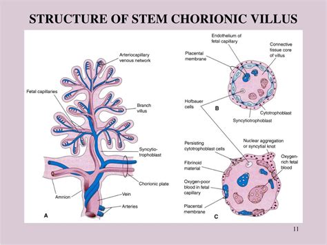 Ppt Placenta Powerpoint Presentation Free Download Id477900