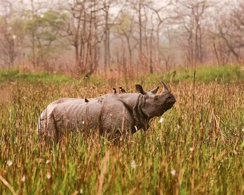 Indian Rhinoceros - Facts, Diet, Habitat & Pictures on Animalia.bio